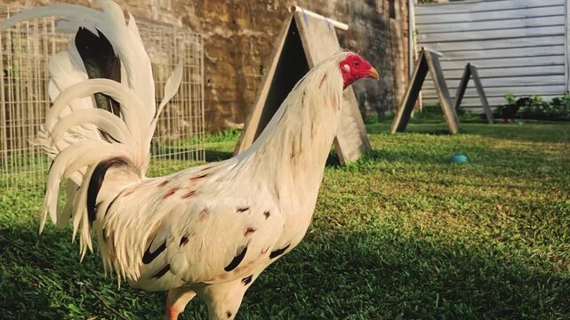 White gamefowl rooster with black speckles standing on green grass in a rural farm environment.