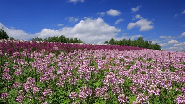 クレオメの花畑