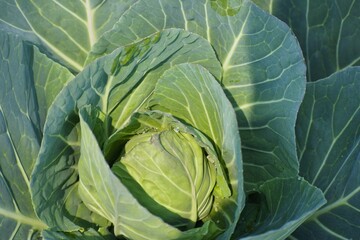 Fototapeta premium Fresh green cabbage plant growing in agricultural farm close up macro shot.