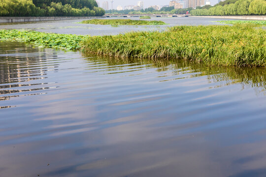 Urban Wetland Park in Summer
