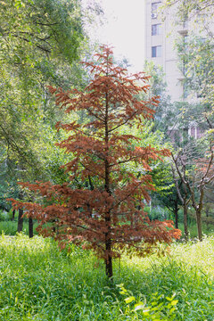 A withered pine tree in a park in summer.
