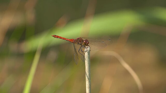 Close-up of a red dragonfly perched on a thin stalk in a natural environment