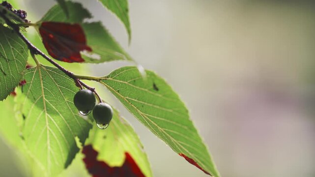 Raindrops on wet berries swaying gently in the wind, cinematic nature b-roll with soft bokeh and copy space, Tokyo Japan
