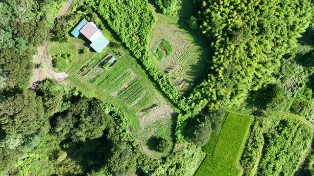 Aerial view of vibrant green rice paddies. Treetops frame the landscape's natural edge. Small structure sits nestled among cultivated fields. Soil paths wind through neat geometric plots