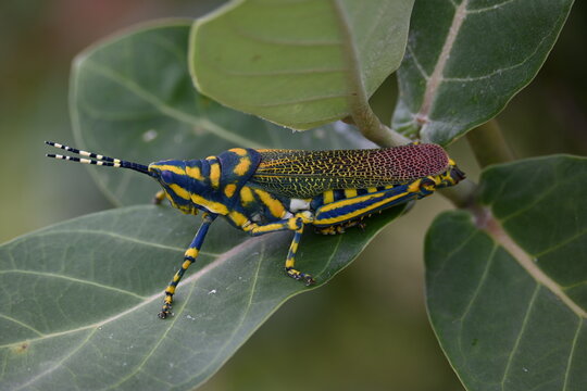 Poekilocerus pictus. Its common name is painted grasshopper,&nbsp;aak grasshopper&nbsp;and&nbsp;ak grasshopper. It is a fairly large and brightly coloured species of&nbsp;grasshopper. This is toxic.