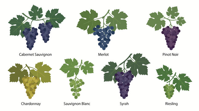 Illustration of Different Grape Varieties with Leaves and Labels.
