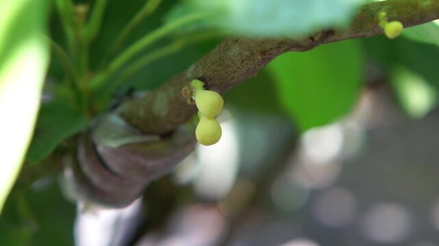 Peruvian Sapote, (cupa-cupa, Quararibea cordata, Matisia cordata) flower. A rare tropical fruit from the Amazon rainforest.