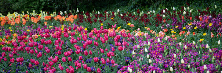 Fototapeta premium Tulips flowering in a garden in London