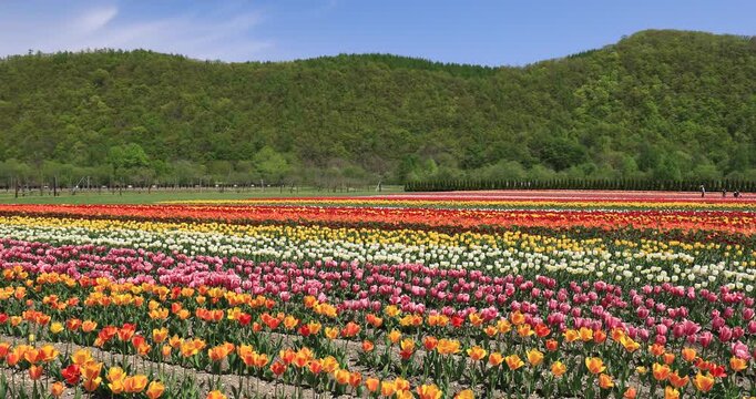 かみゆうべつチューリップ公園