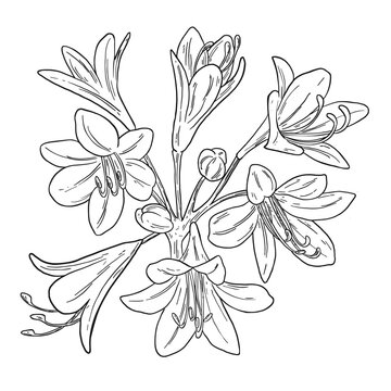 Botanical Sketch Agapanthus Lily Flower Line Art Illustration