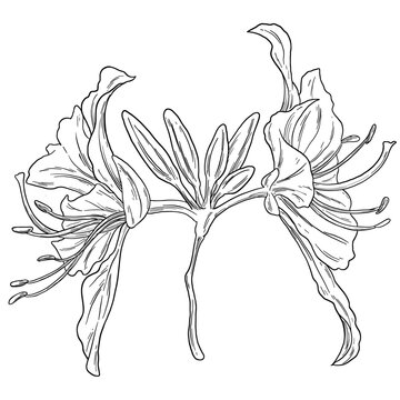 Botanical Sketch Ban Flower Line Art Illustration