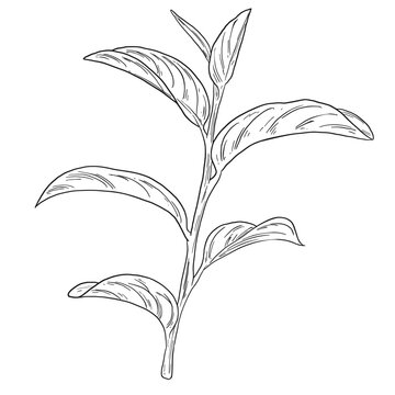 Botanical Sketch Tea Plant Line Art Illustration