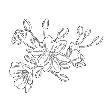 Sketch Azalea Flower Line Art Illustration
