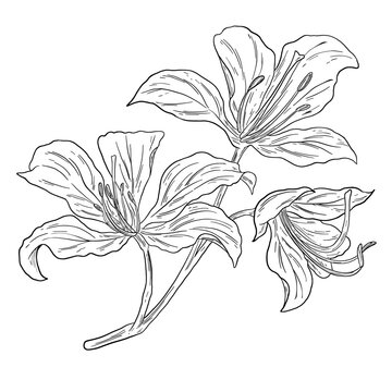 Botanical Sketch Ban Flower Line Art Illustration