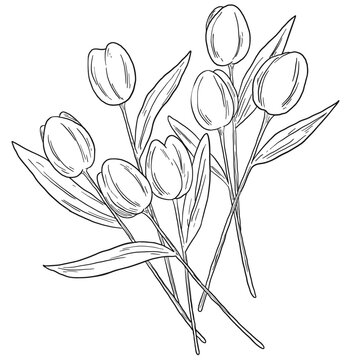 Botanical Sketch Tulip Flower Line Art Illustration