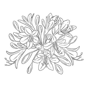 Botanical Sketch Agapanthus Lily Flower Line Art Illustration