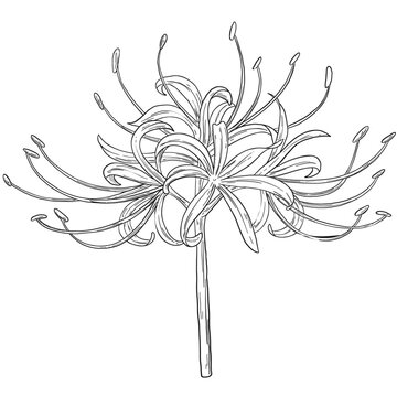 Botanical Sketch Spider Lily Flower Line Art Illustration