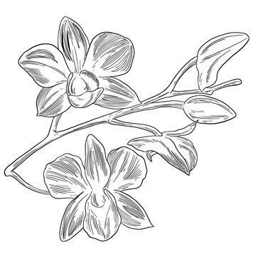 Botanical Sketch Orchid Flower Line Art Illustration