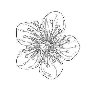 Botanical Sketch Japanese Plum Blossom Line Art Illustration