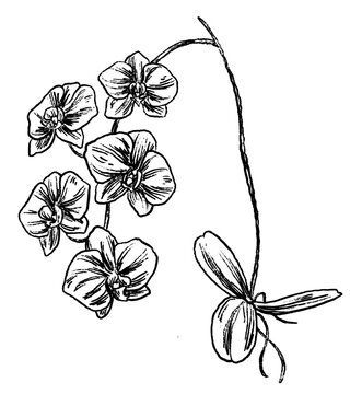orchid botanical plant sketch illustration