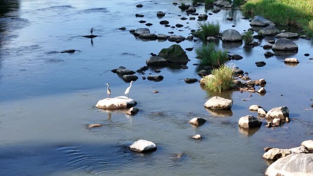 Calm river flows gently over smooth stones. White birds perch calmly on rocks, scanning waters. Sunlight glints off ripples and scattered green patches. Natural peace spreads as water moves slowly