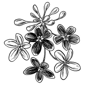 Rangoon Creeper Flower sketch Botanical Illustration Minimal Decorative Tropical Floral Design