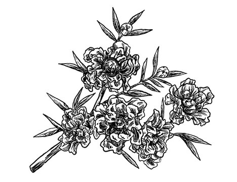 Manuka kanuka flower set botanical sketch illustration	