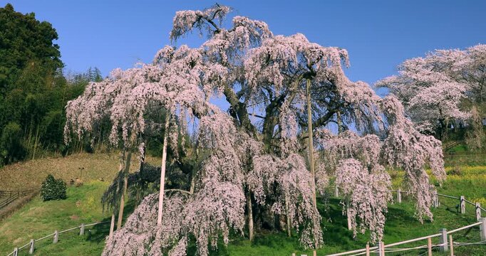 滝桜