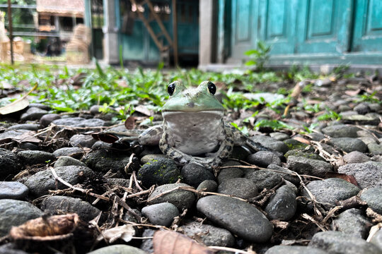 Green Tree Frog Sitting on Pebble Ground in Natural Garden