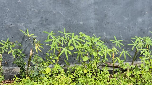 Young green cassava plants growing along a textured grey concrete wall in bright daylight.