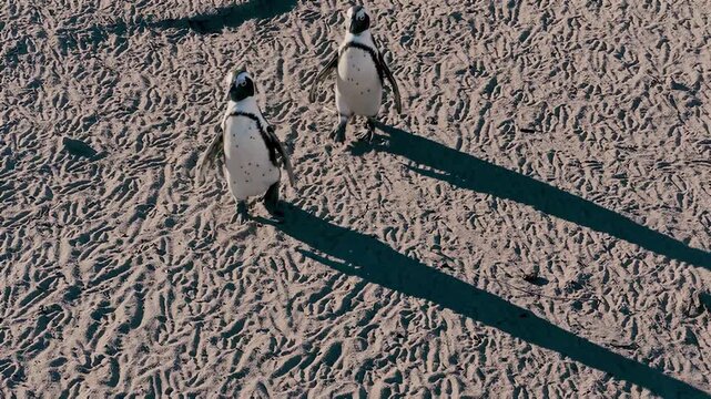African penguins waddle across sandy beach leaving tracks in the sun