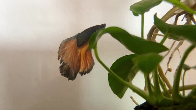 Betta Fish with The Miniature Oasis