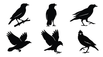 Obraz premium A set of six myna bird in various poses silhouette vector icon illustrations on a white background 