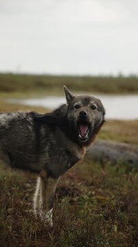 Wolf-like dog by lakeside tundra, alert profile in wild landscape