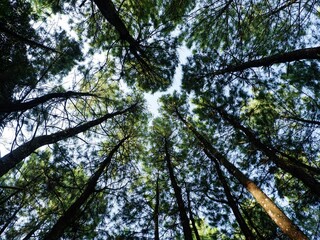 Fototapeta premium Low angle view looking up at tall pine tree canopy against a bright sky in a dense forest.