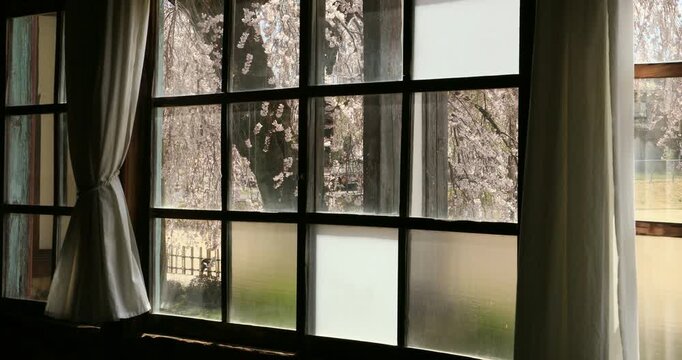 旧山本中学校の杵原学校の教室の窓越しの桜