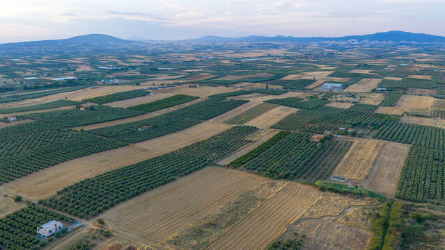 Nea Moudania farmland mosaic and olive groves beneath hills
