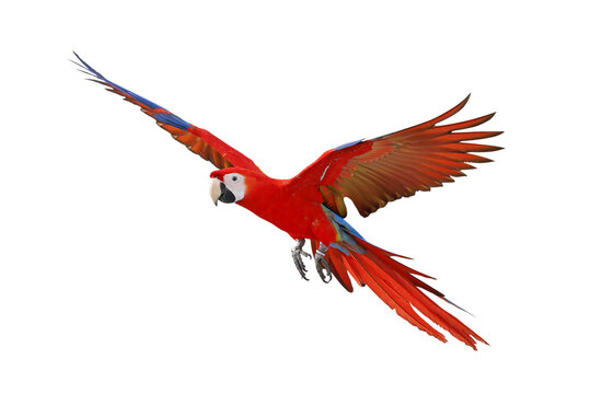 Colorful flying Scarlet Macaw parrot isolated on transparent background png file	