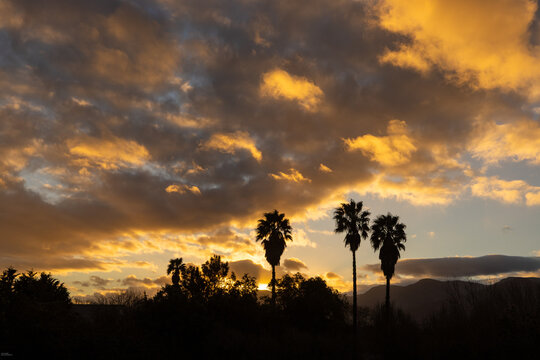 radiant sunset clouds and silhouette of palm trees, Stanford, South Africa