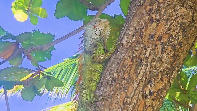 Close-up of a green iguana clinging to rough tree bark in a tropical canopy, with sharp claws, textured scales, leafy branches, palm fronds, and bright blue sky overhead.