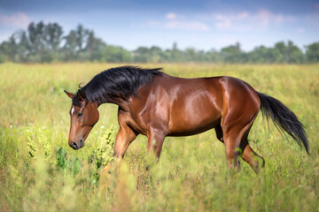 Bay horse with long mane run free © kwadrat70