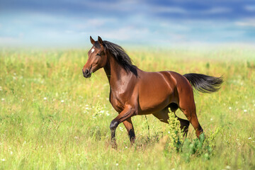 Bay horse with long mane run free © kwadrat70