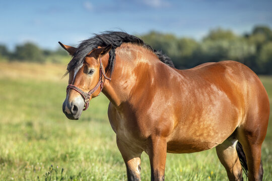 Bay draft horse close up portrait