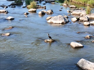 Obraz premium Single cormorant perches on river rock