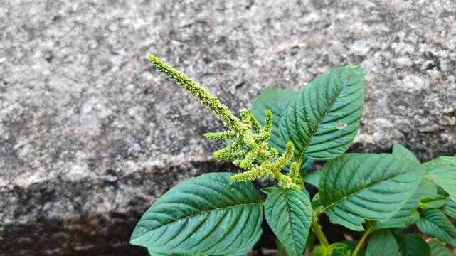 Close-up of a wild green amaranth flower inflorescence with textured leaves against a rustic concrete background, highlighting natural botany.