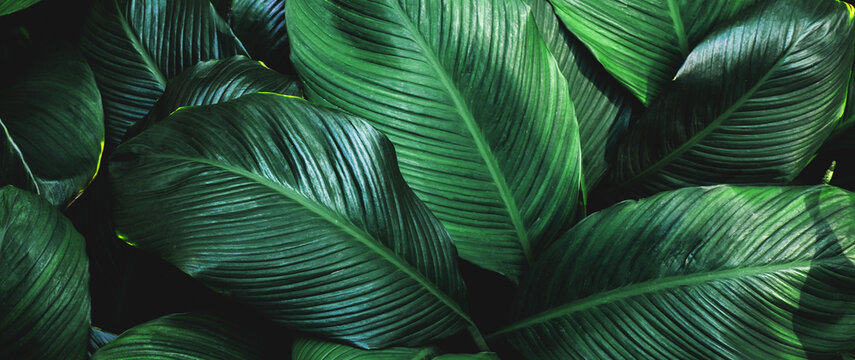 abstract tropical leaf textures on dark tone, natural green background.