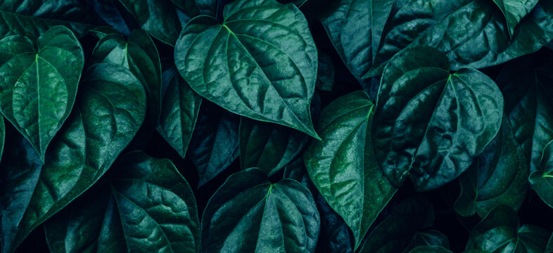 abstract tropical leaf textures on dark tone, natural green background.