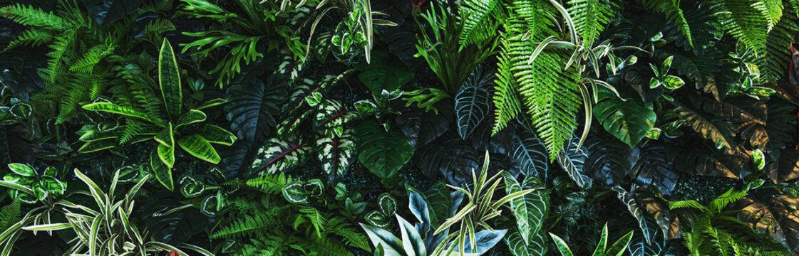 Full Frame of Green Leaves Pattern Background, Nature Lush Foliage Leaf Texture, tropical leaf