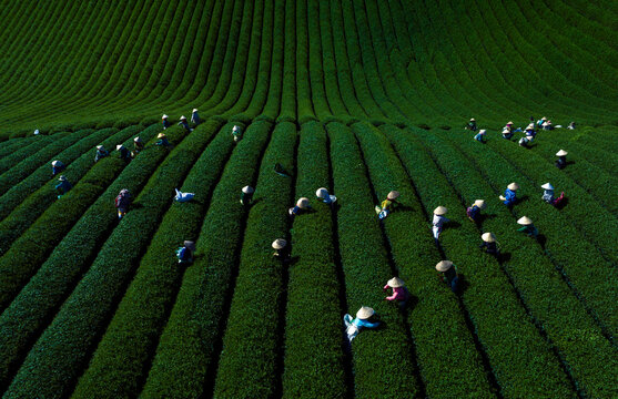 Aerial top down view of farmers wearing conical hats harvesting fresh tea leaves in green tea plantation rows in Vietnam⁠