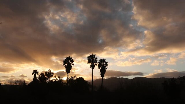 radiant sunset clouds and silhouette of palm trees, Stanford, South Africa